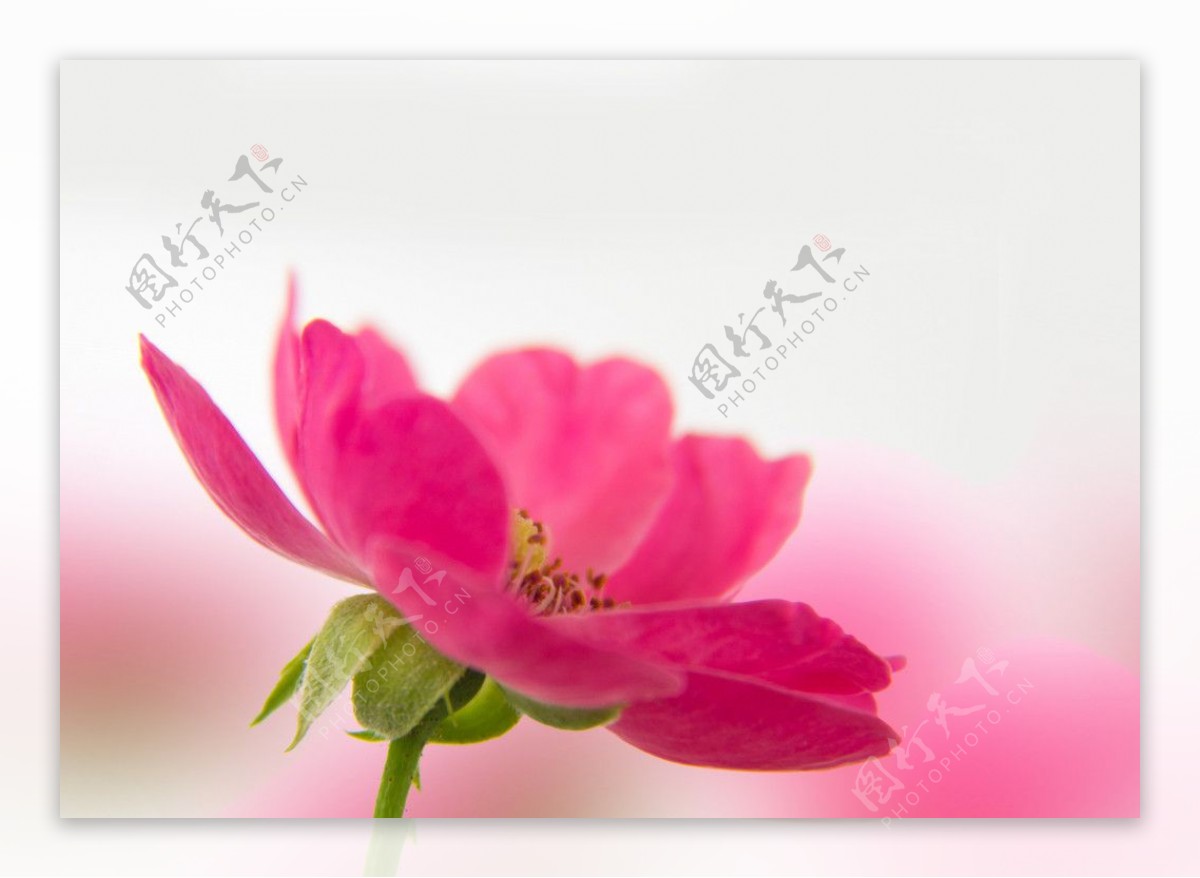 粉红蔷薇图片