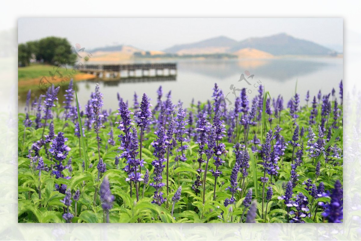 松山湖风光图片