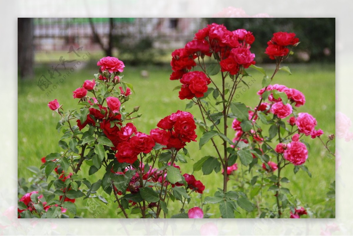 玫瑰花丛图片