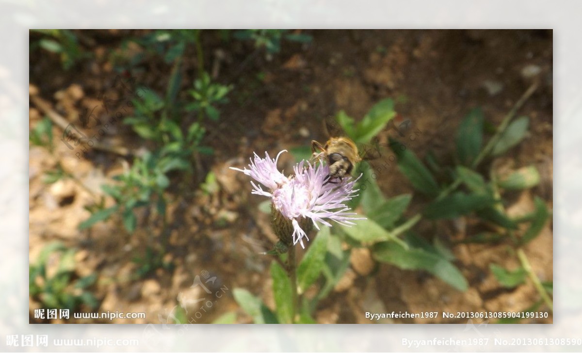 紫花霍香蓟图片