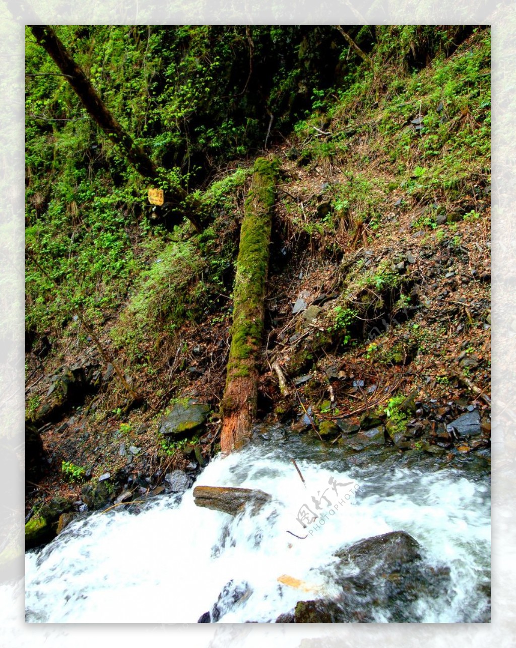 五常凤凰山大峡谷枯木青苔图片