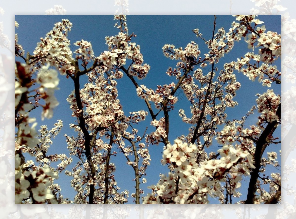 李子花图片