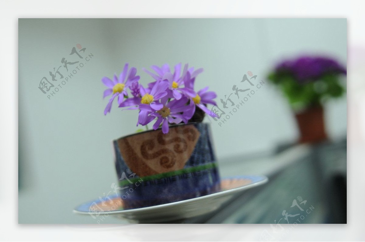 咖啡杯松球菊花图片