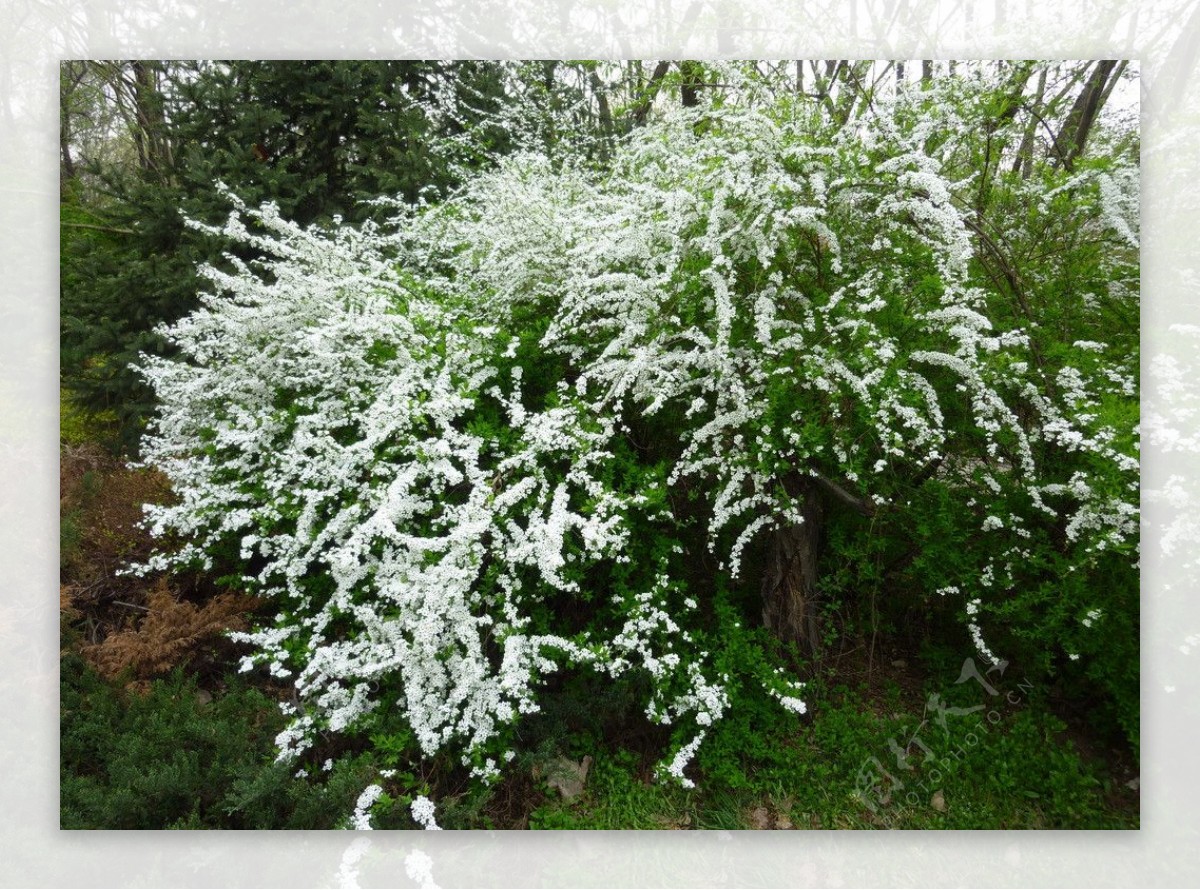白花树图片