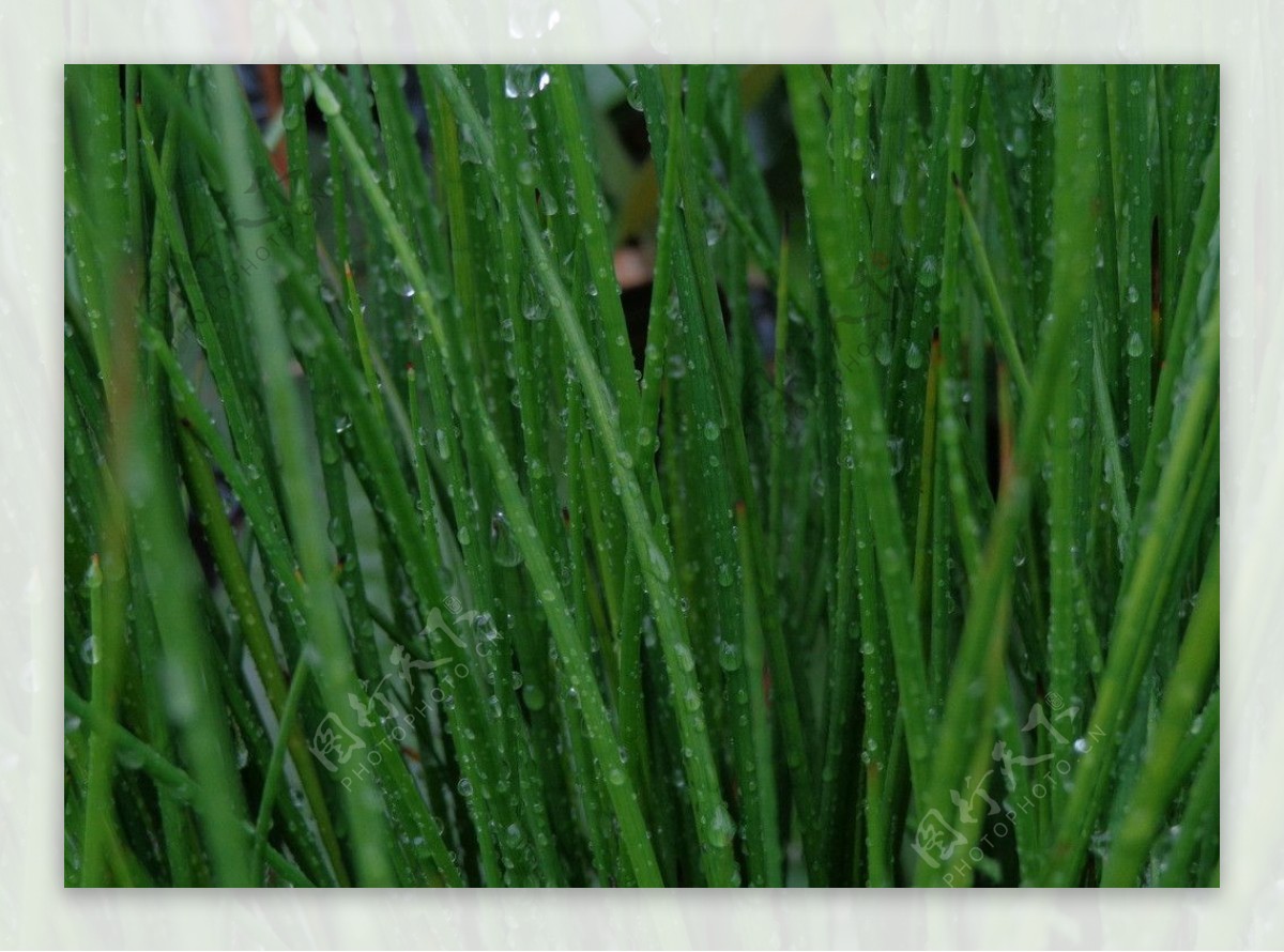 雨后绿草图片