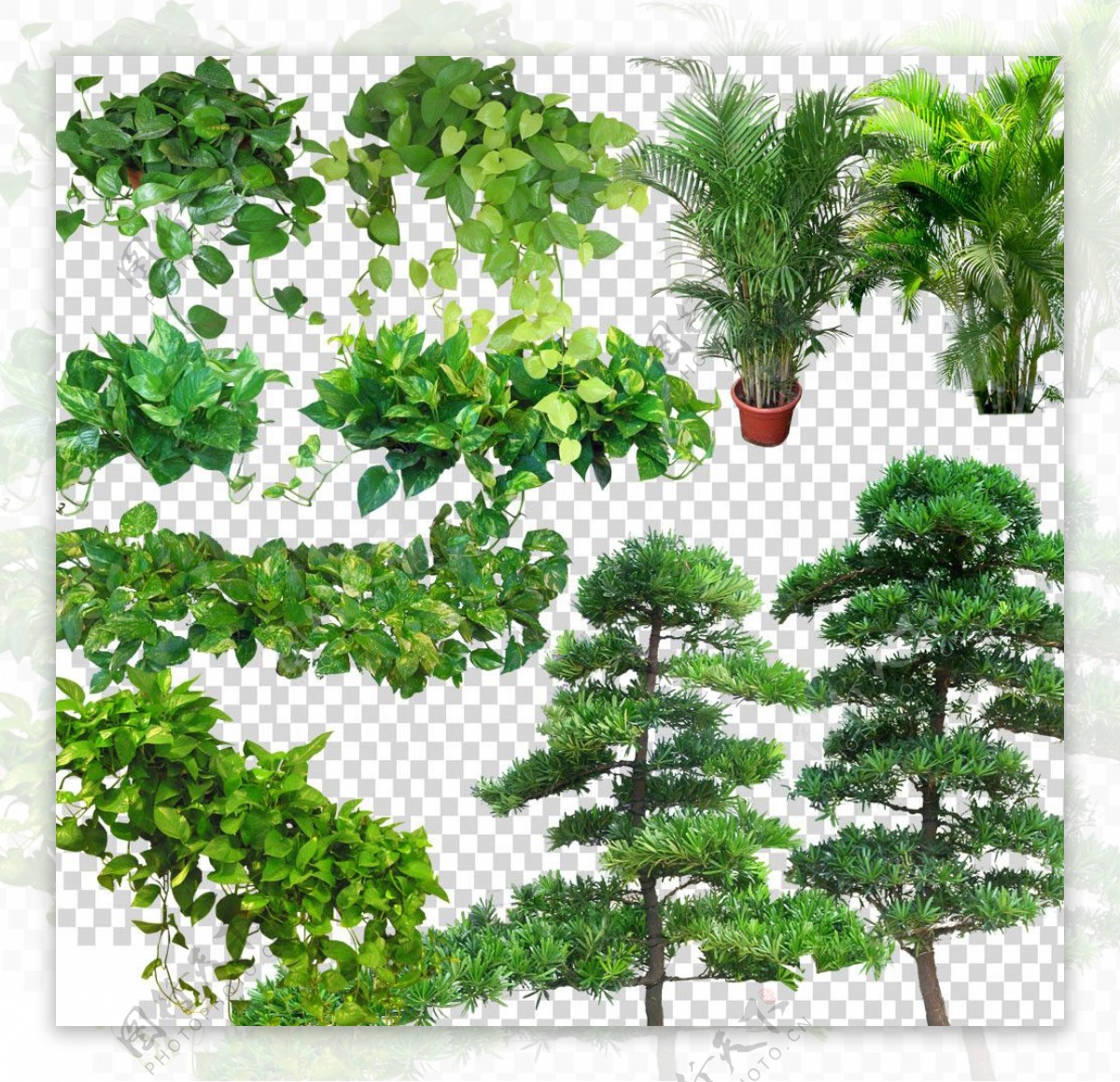 绿色植物库图片