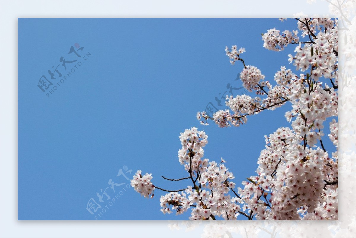 四月樱花图片