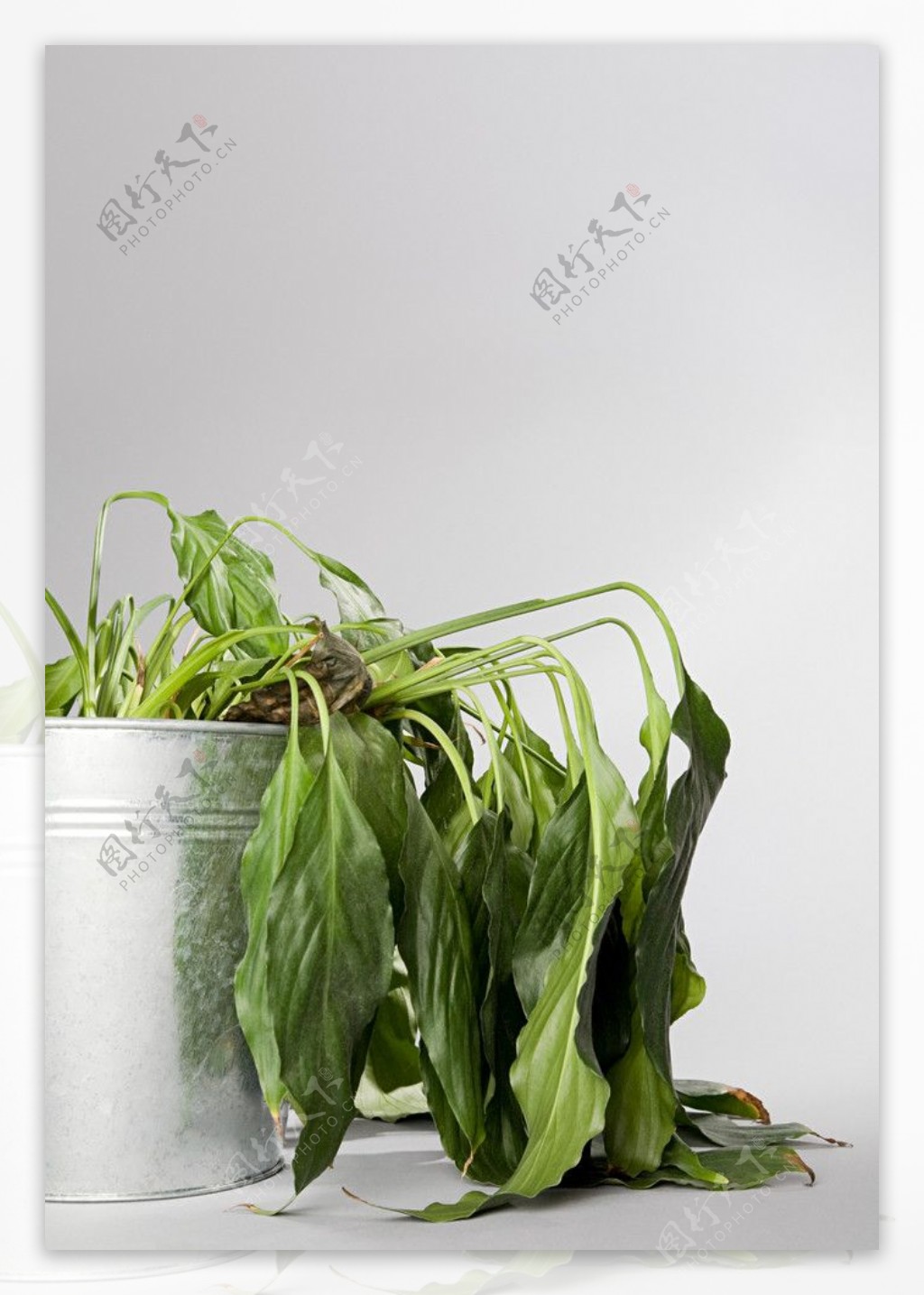 枯萎的植物图片