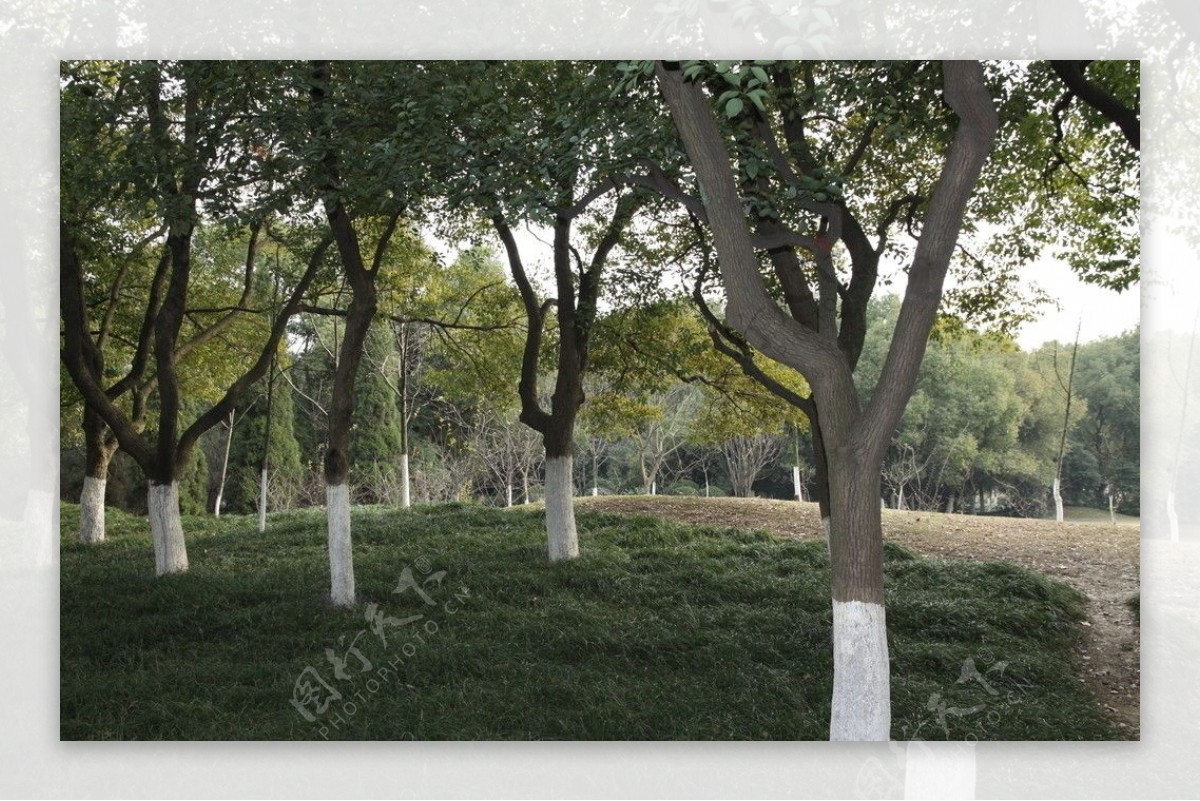 自拍的高清公园风景树林图片