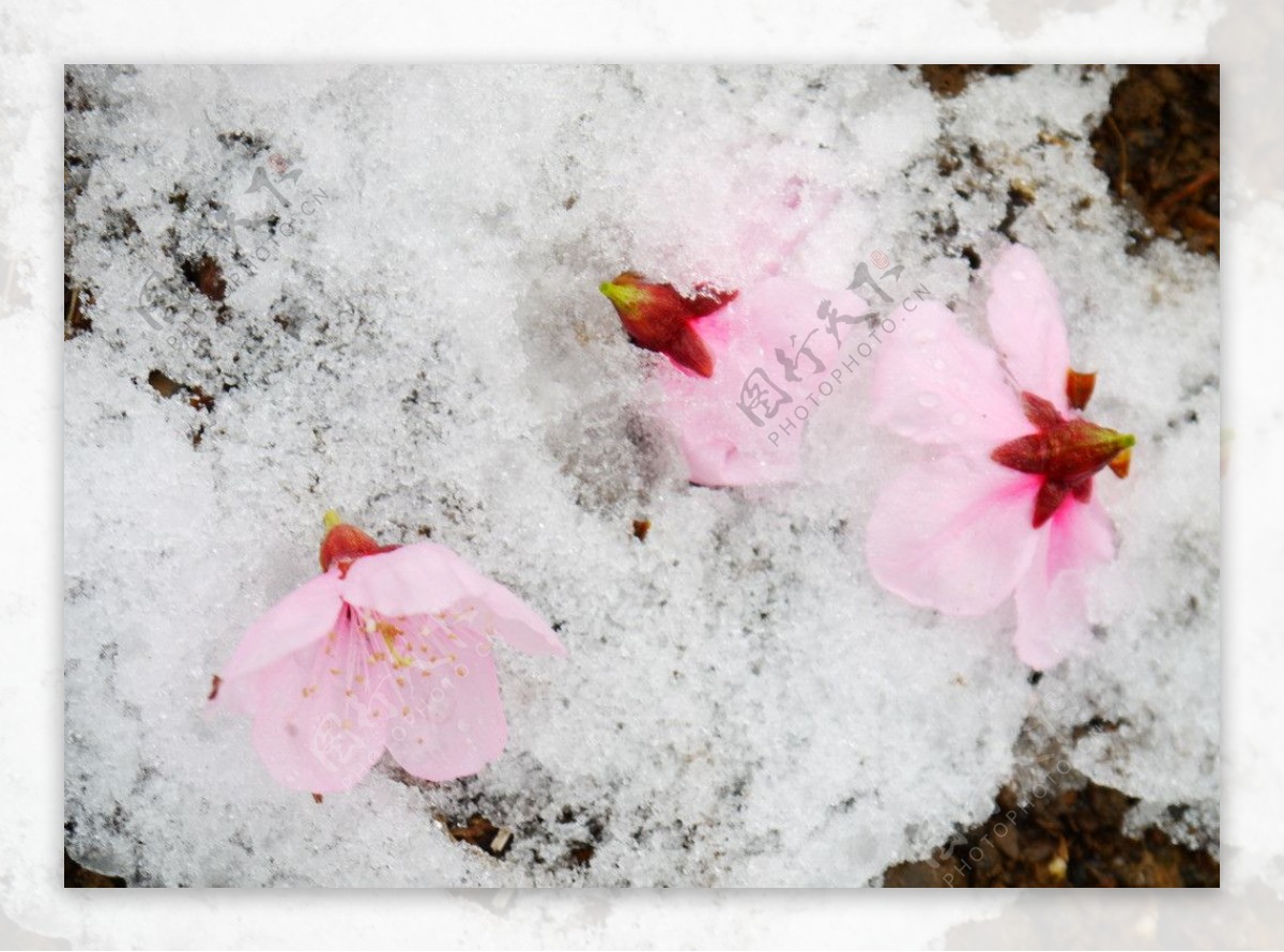 雪中花图片