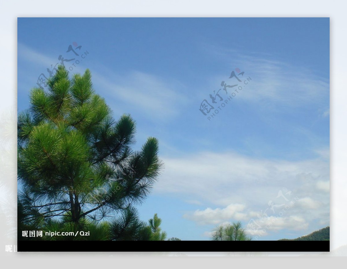 松树与蓝天图片