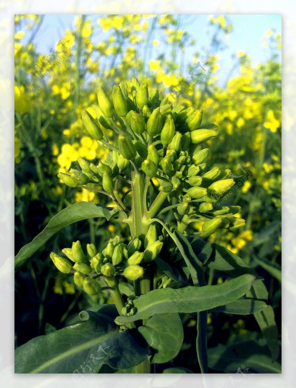 油菜花苞图片