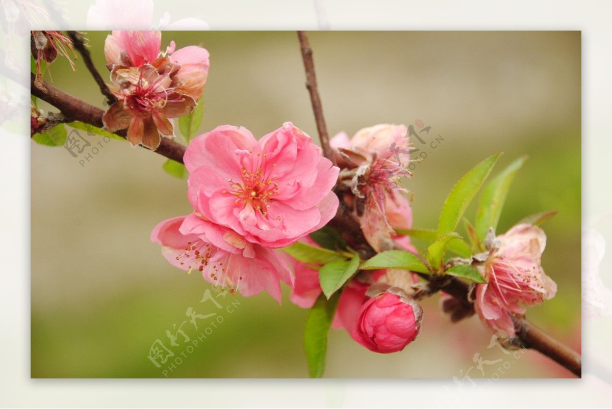 桃花图片