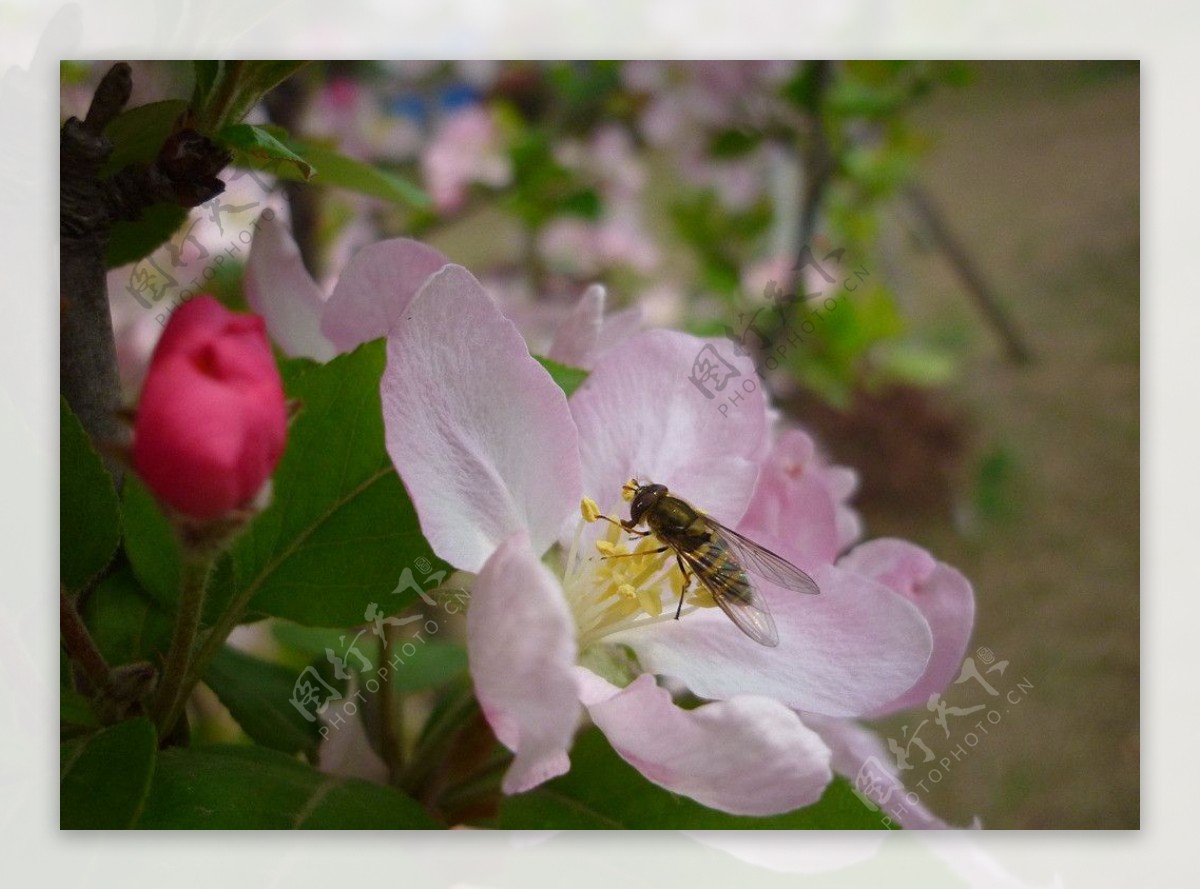 蜜蜂与海棠图片