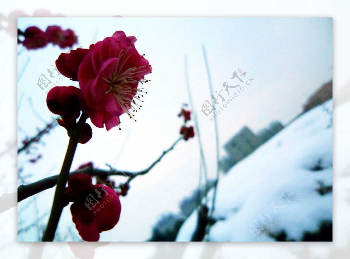 梅花雪景图片