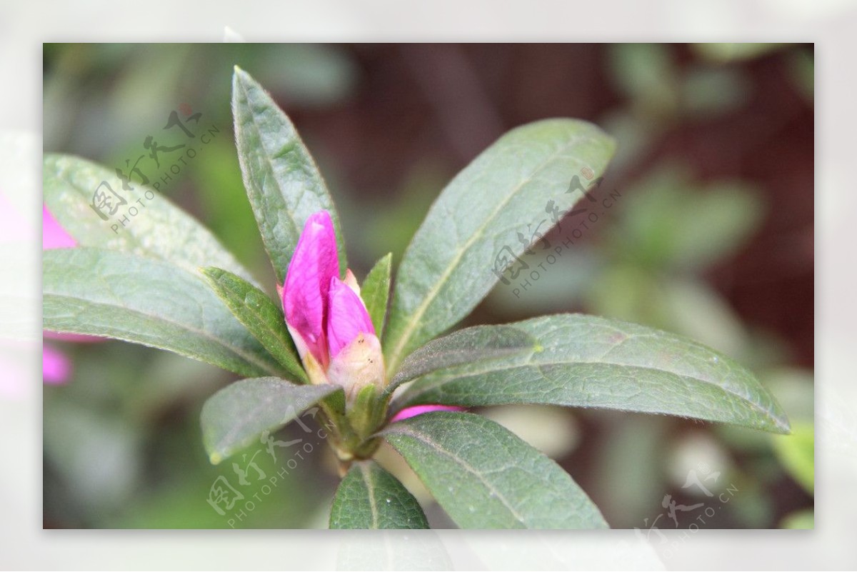 杜鹃花花苞图片