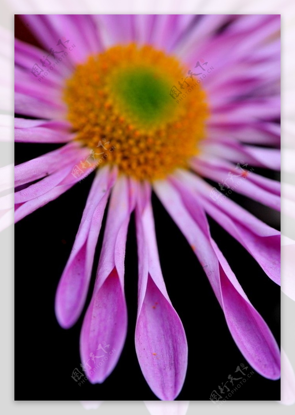 紫色菊花图片