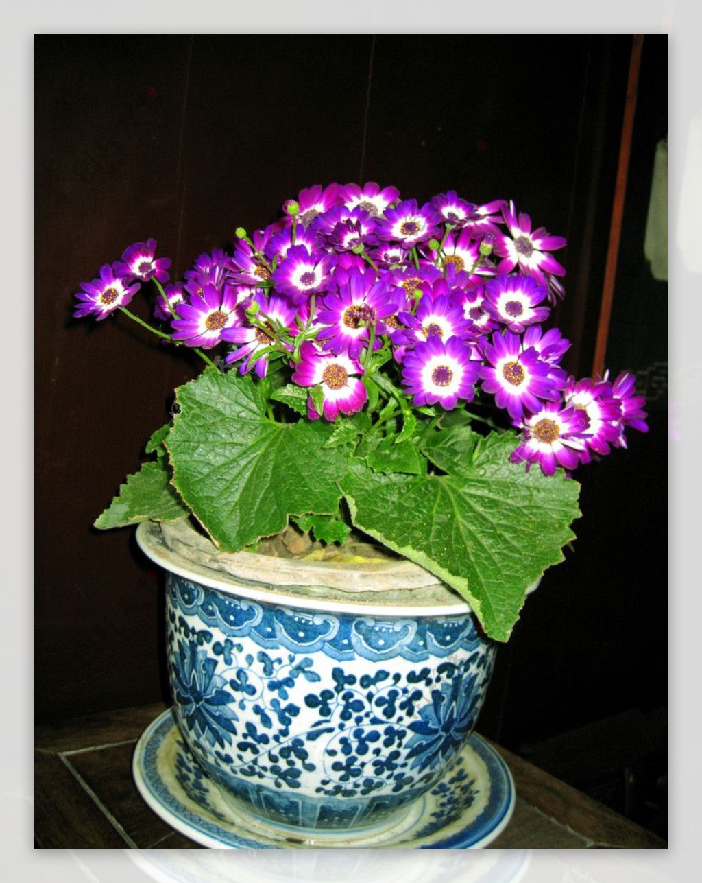 苏州园林花卉图片