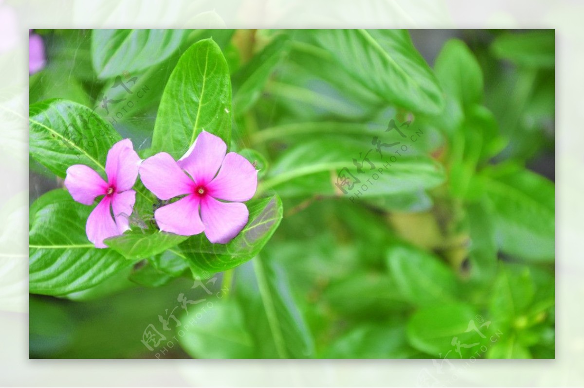 长春花图片