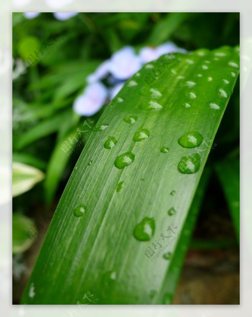 绿色植物图片