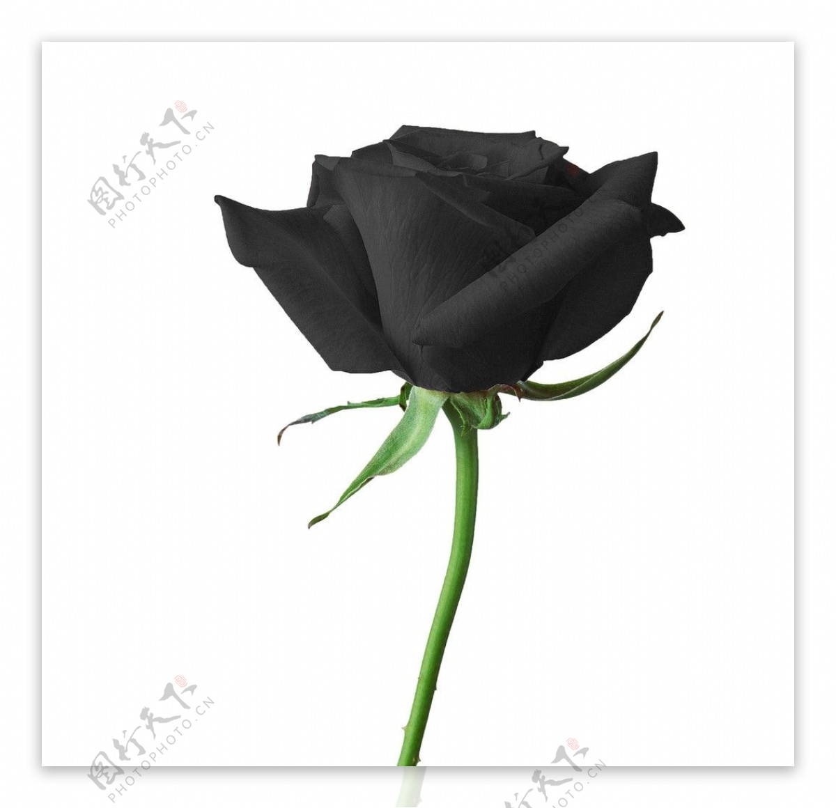 黑色玫瑰图片