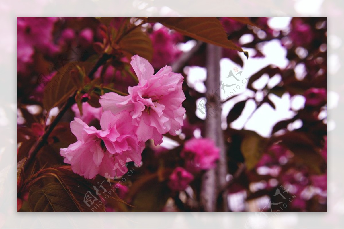 高原樱花图片