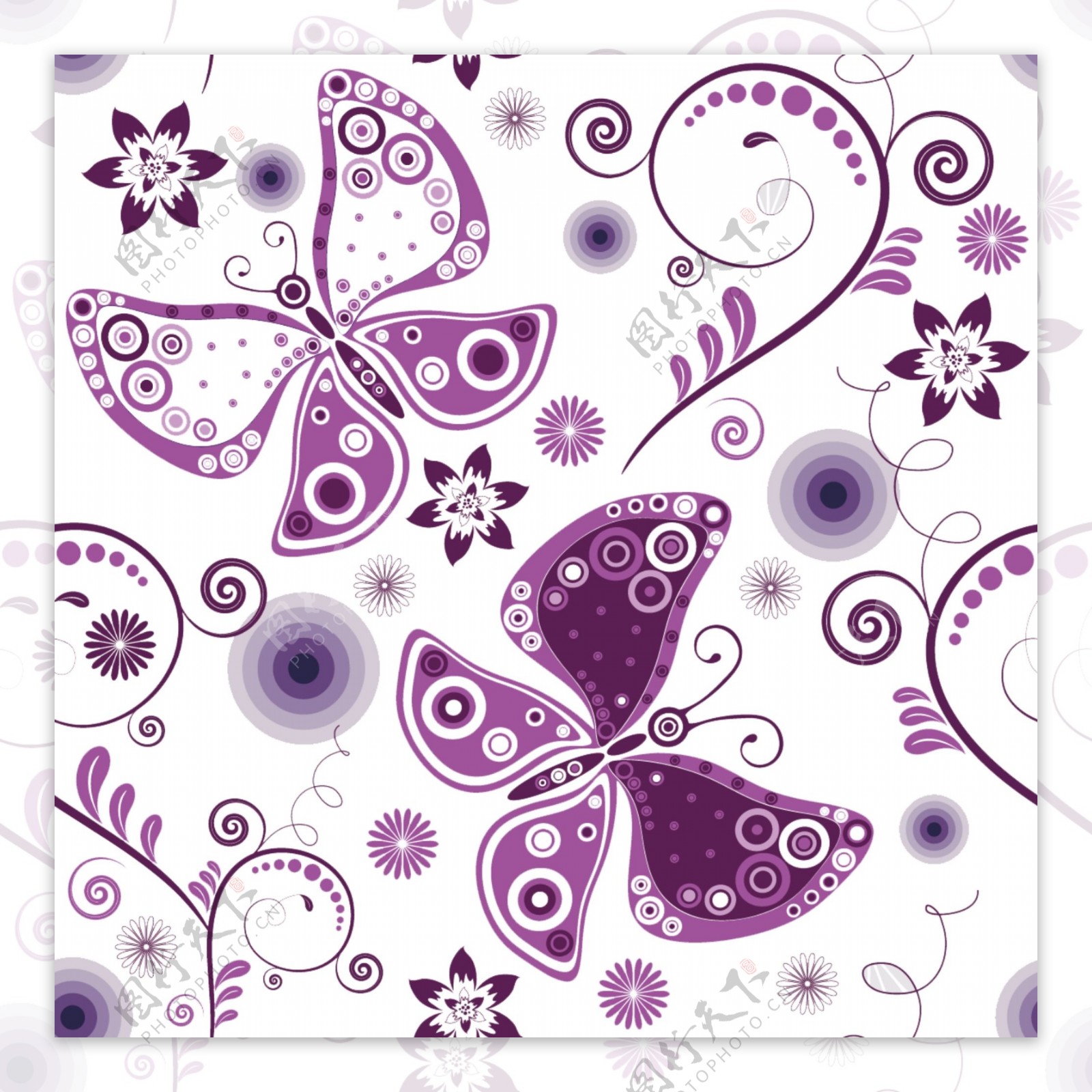 紫色蝴蝶图片