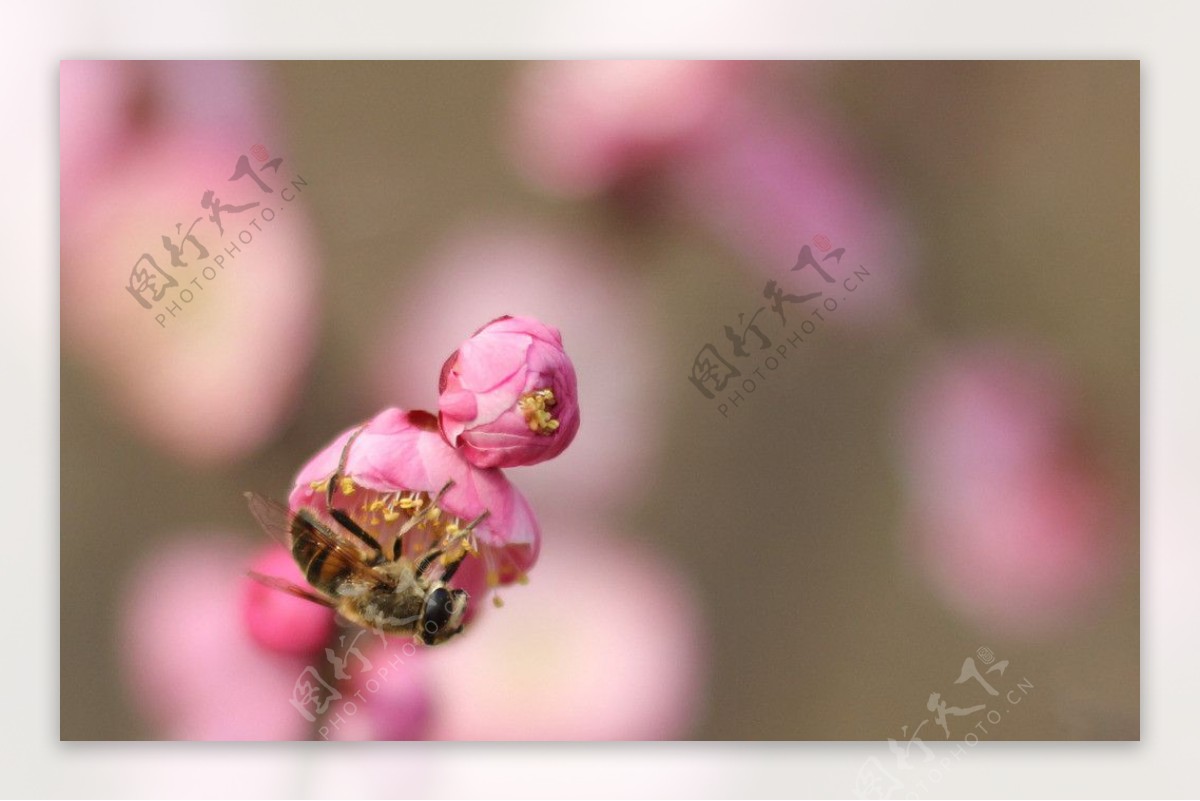 蜜蜂和花骨朵儿图片