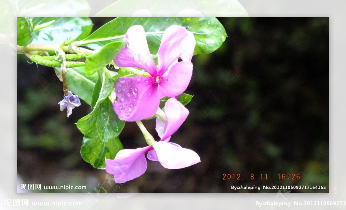 雨后紫色小花图片