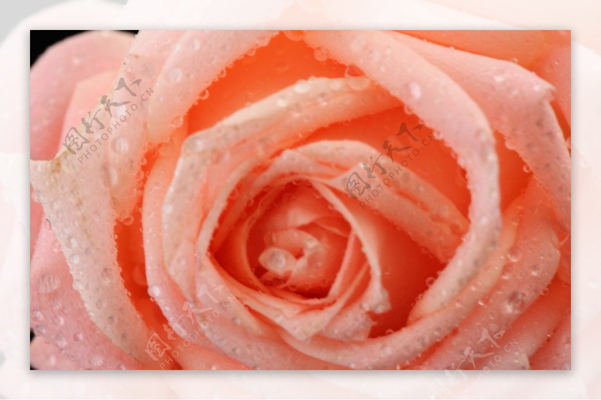 玫瑰花蕾图片
