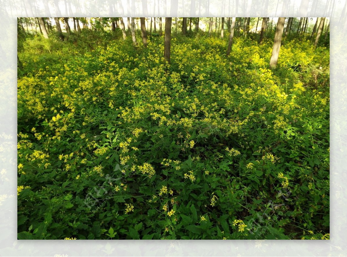 林中黄花图片