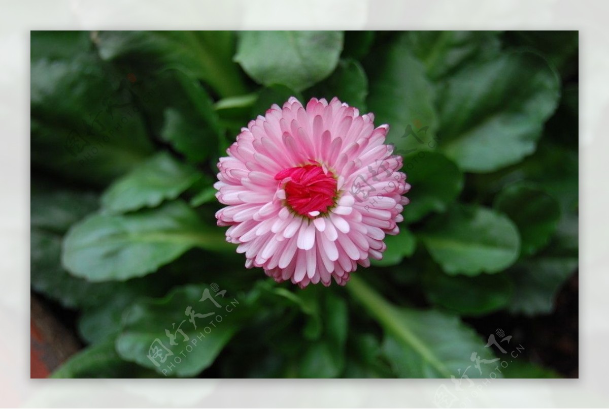 红心粉色雏菊图片