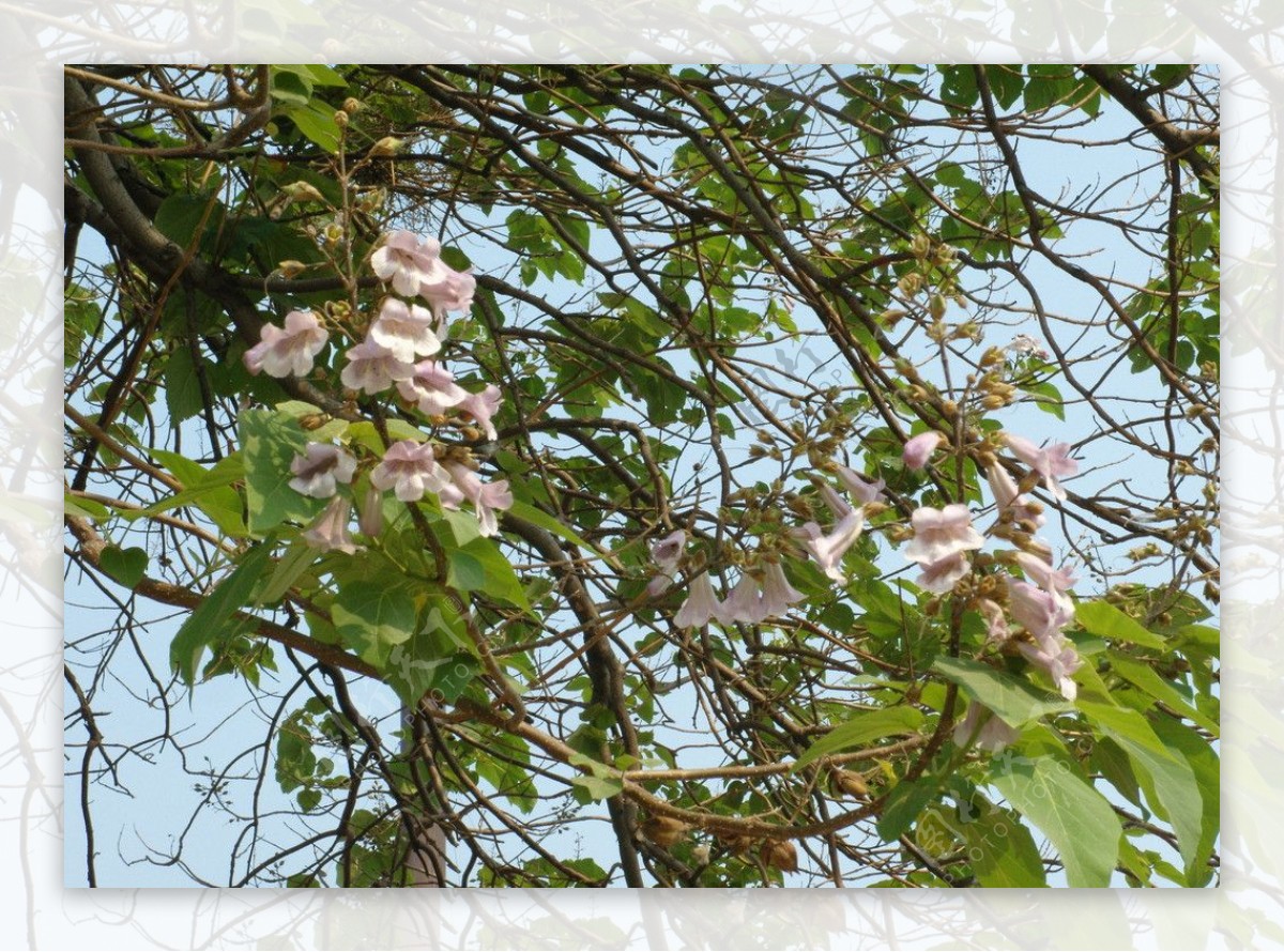 泡桐树花图片