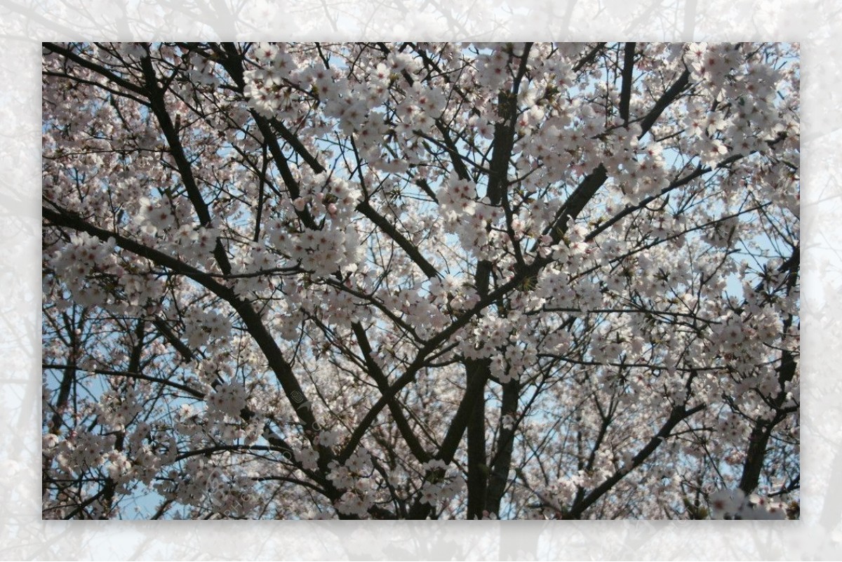 满树樱花图片