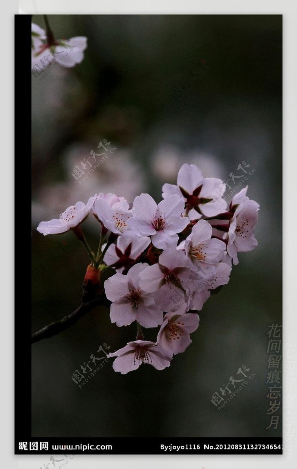 初春樱花图片