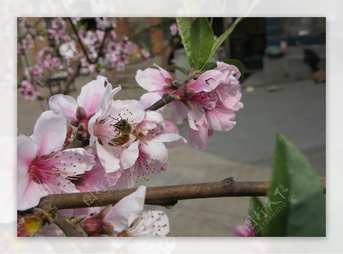 蜜蜂和桃花图片