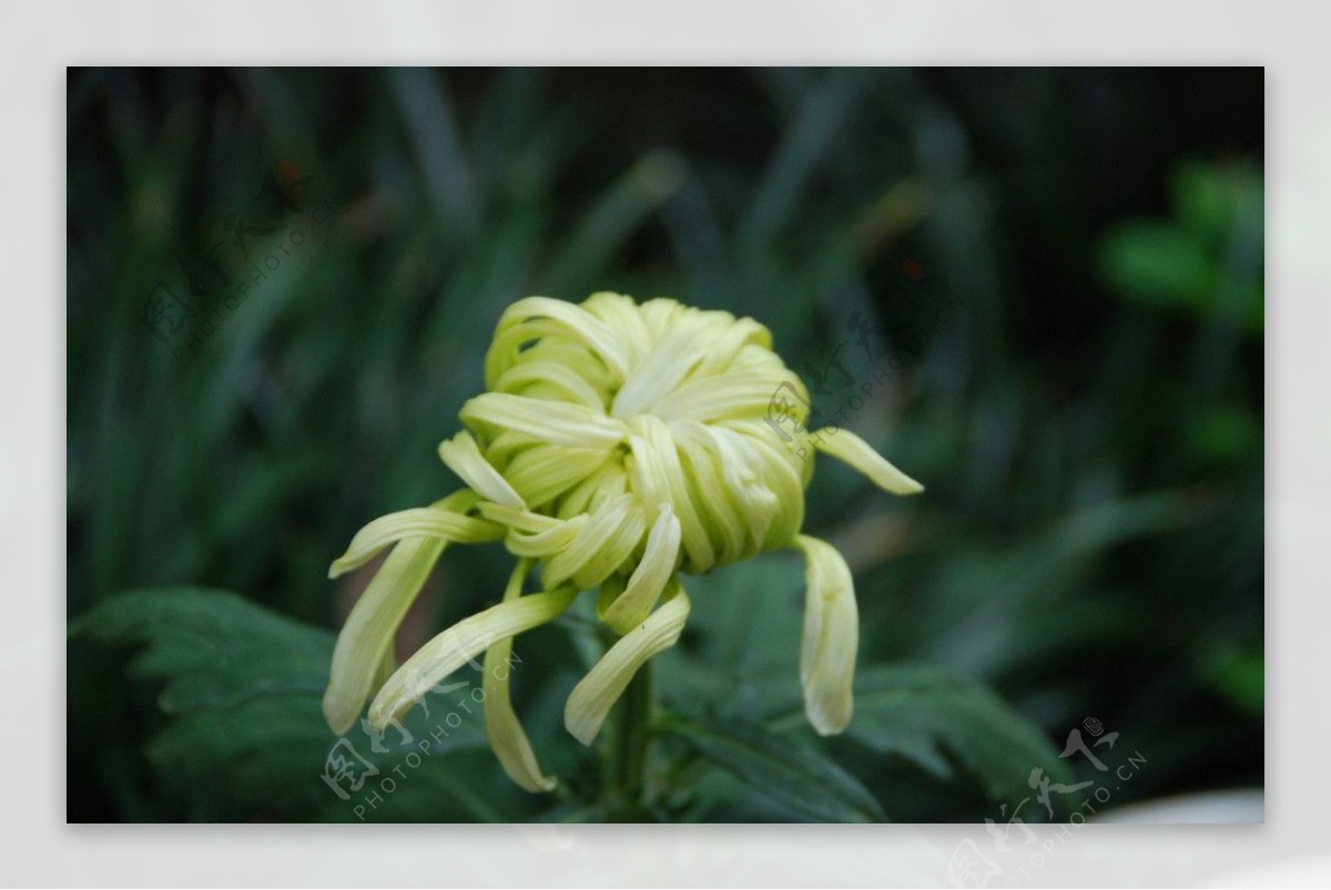 昆明大观楼金秋菊花展摄影图片