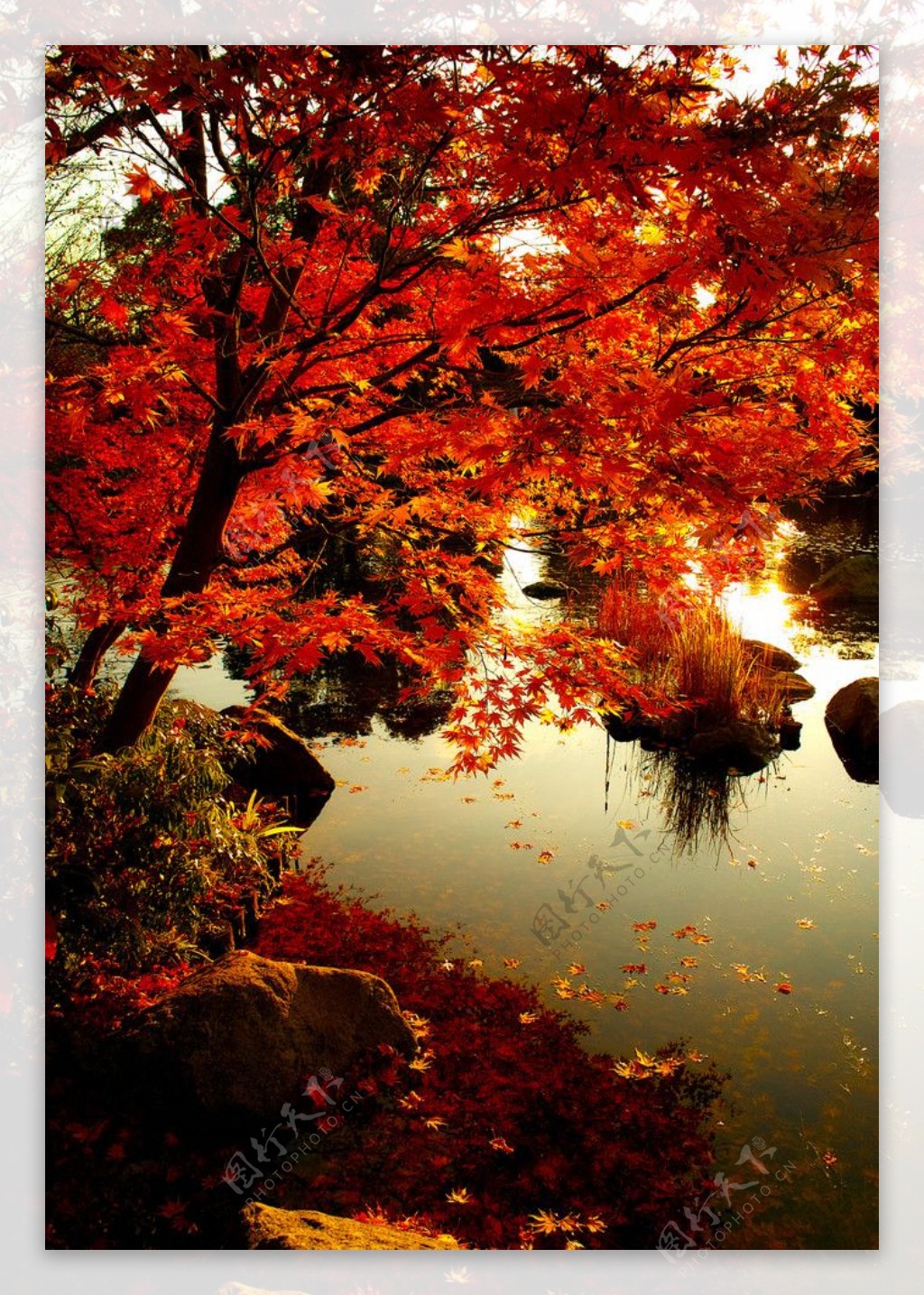 秋叶红图片