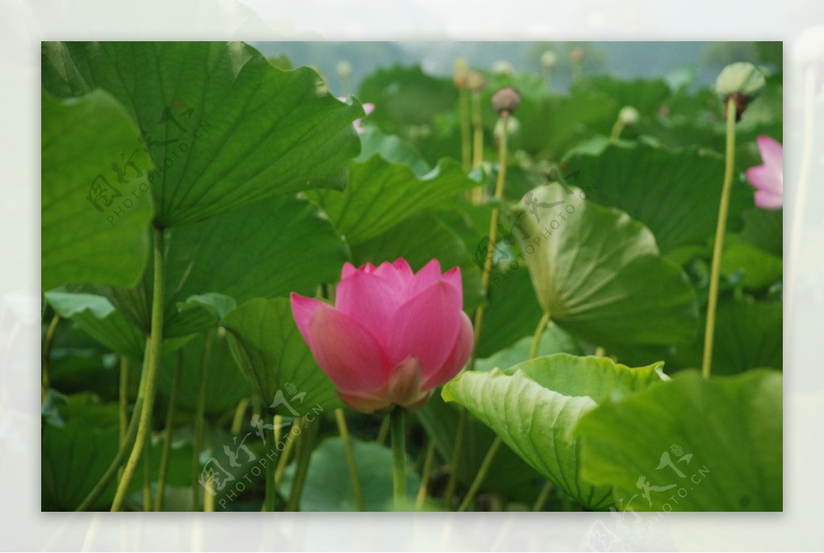 荷花莲花图片