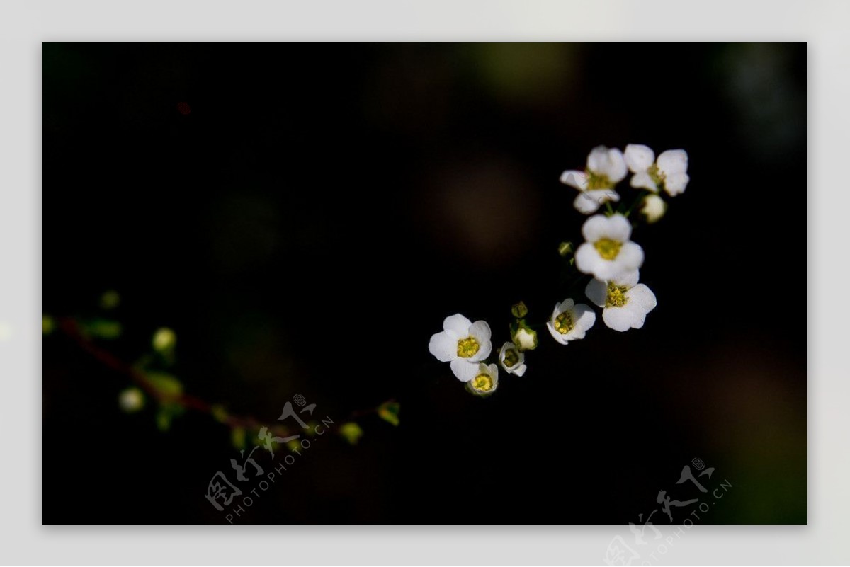 用微距拍的小野花图片