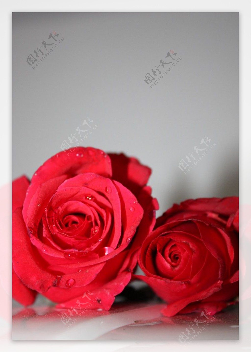 两朵玫瑰图片