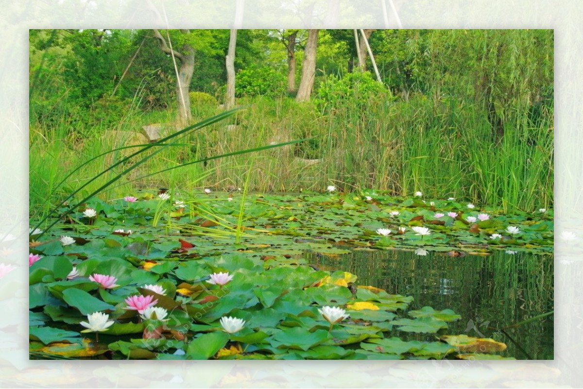 池塘里的浮萍花图片