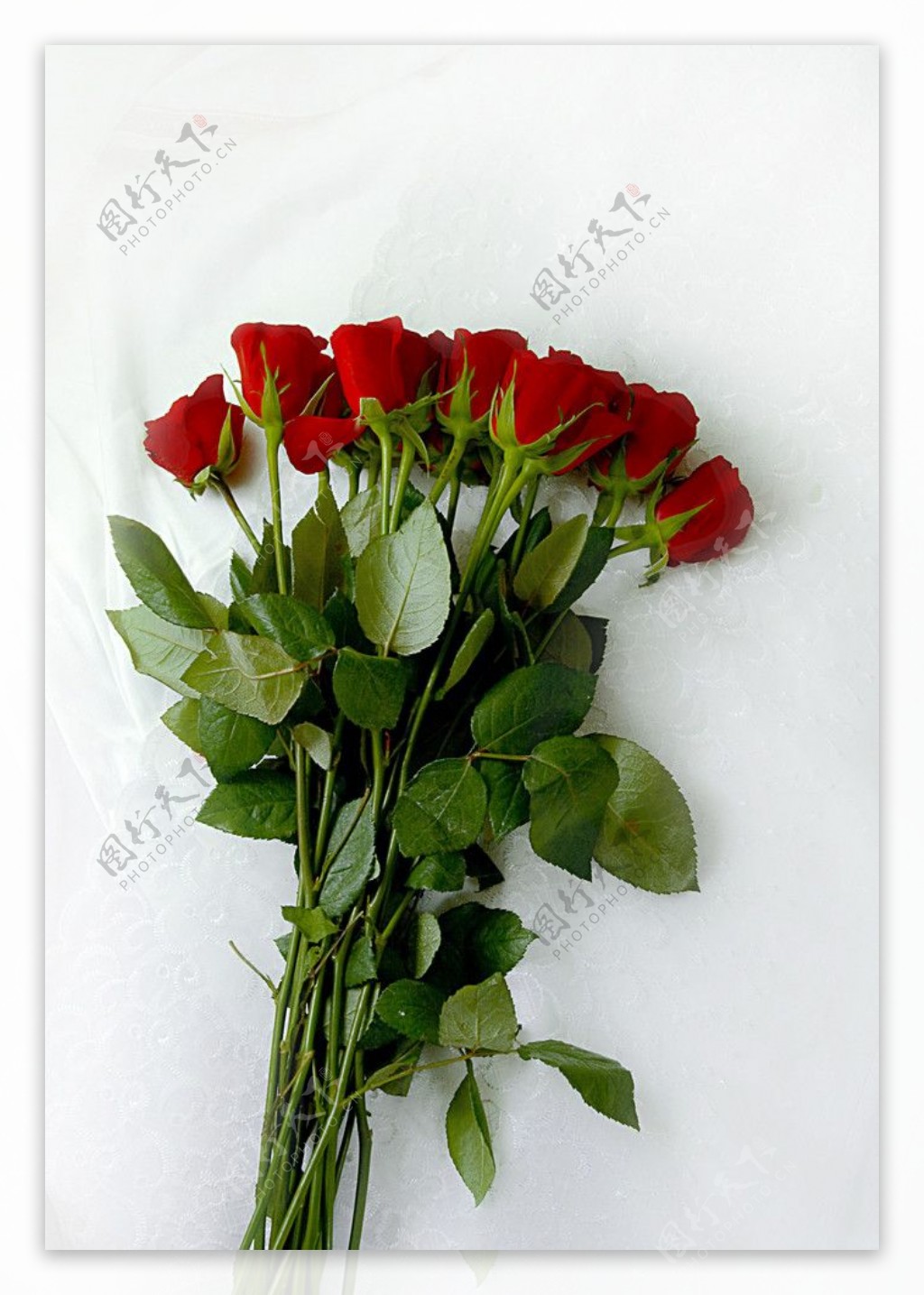 火红玫瑰高清图片