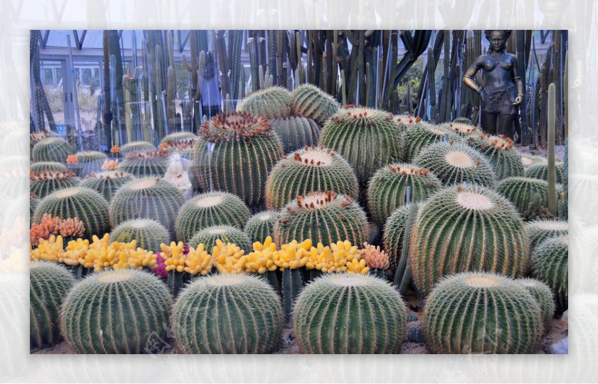 天鹅蛋沙漠植物图片