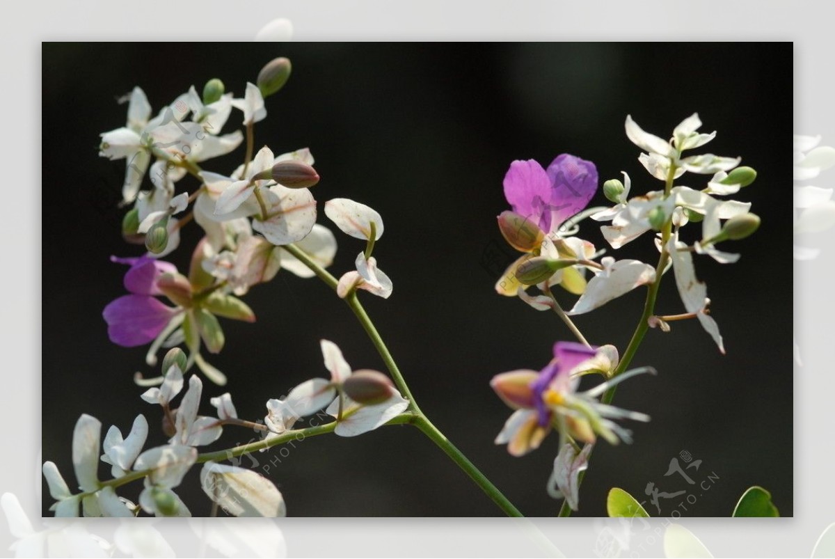 紫白野花图片