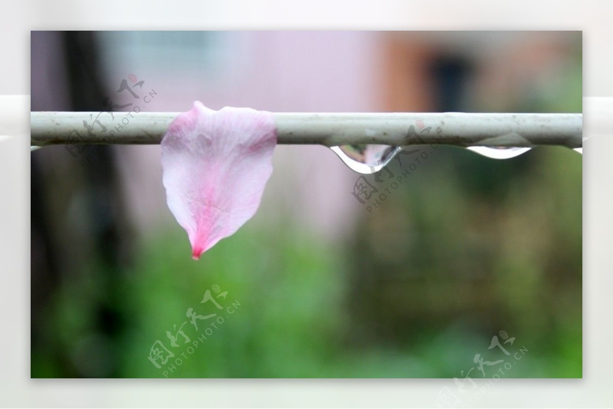 花瓣雨滴图片