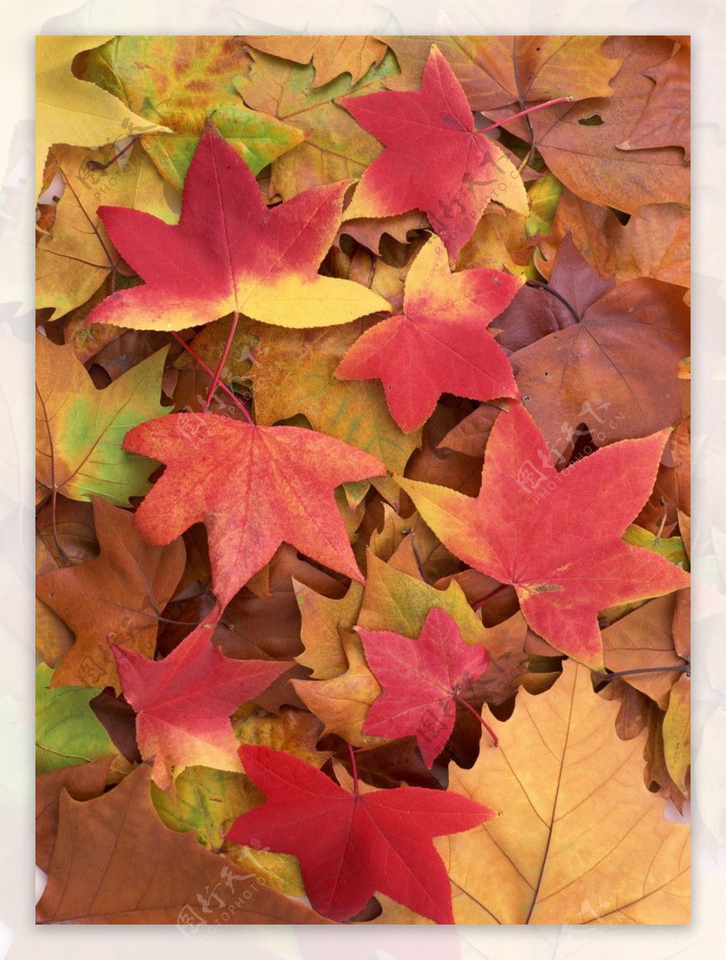 秋色枫叶图片