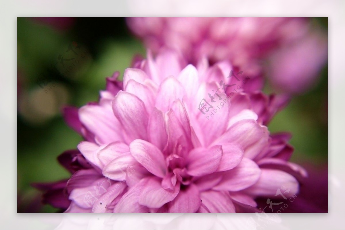 微拍粉紅色菊花图片