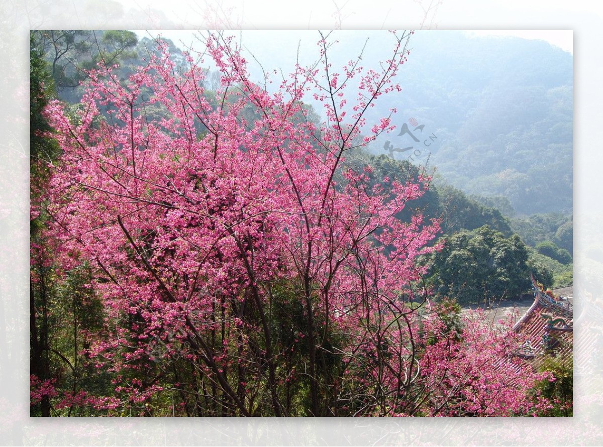 飛鳳山櫻花图片