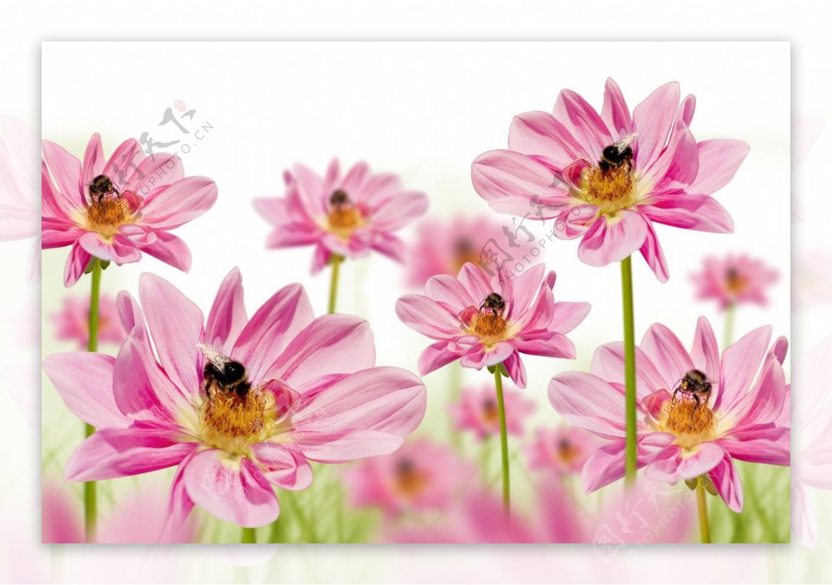 粉色小花与蜜蜂高清图片素材